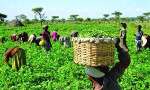 Federal Government Empowers Farmers in Abia Kebbi and Yobe with