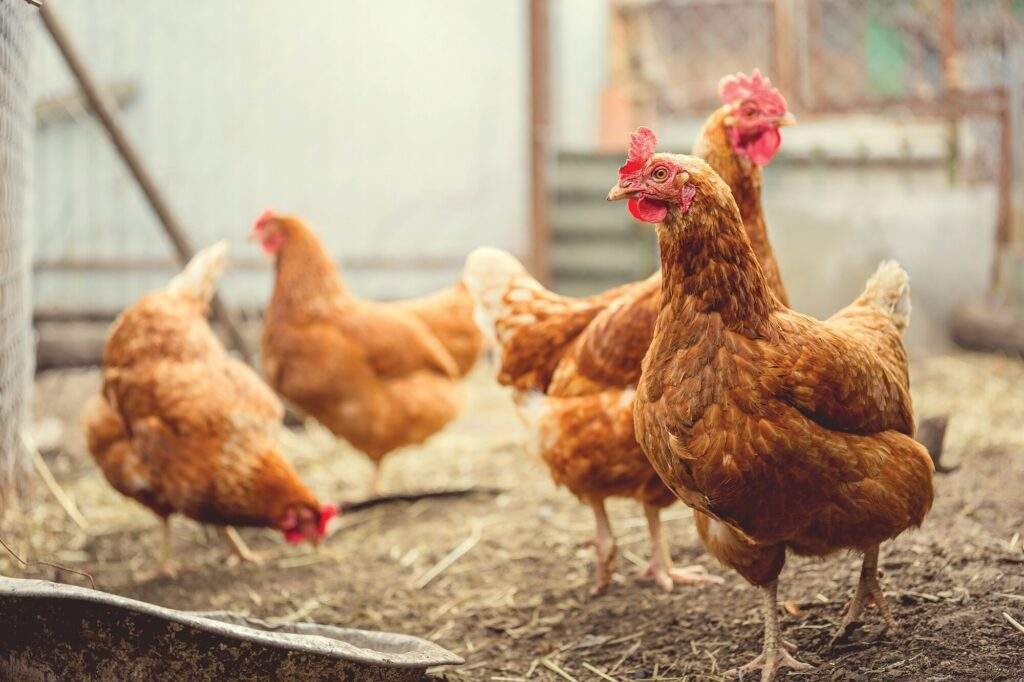 chickens