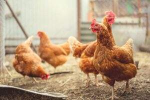 chickens