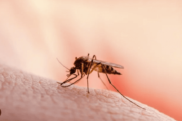 malaria