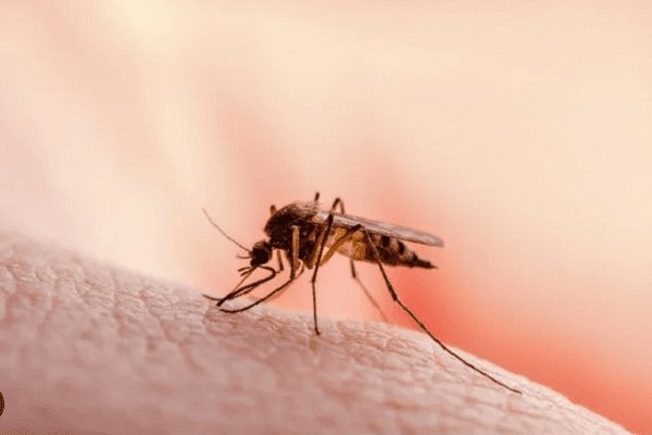 malaria