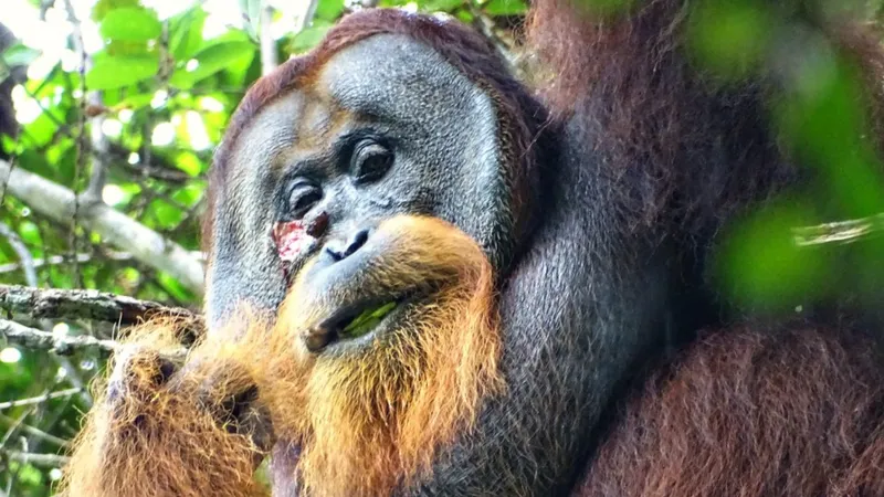 Wounded Rakus chewing a medicinal leaf into a paste