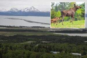 Homer Alaska Moose