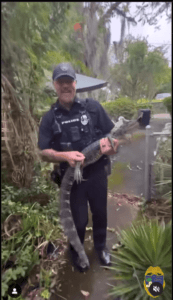 We cant cuff him Officer Kopp and Johnson have quite the tail to tell about responding to a nuisance gator 104 year old