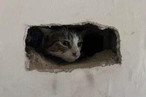 Stranded cat rescued from owners chimney