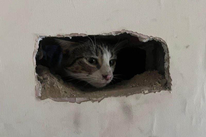 Stranded cat rescued from owners chimney