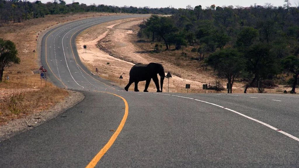 elephant crossing