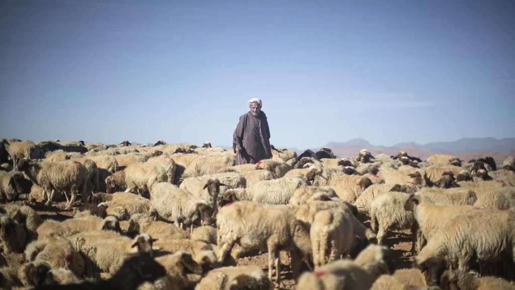 sheep morocco