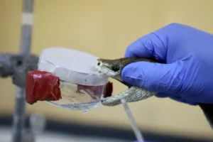 snake venom