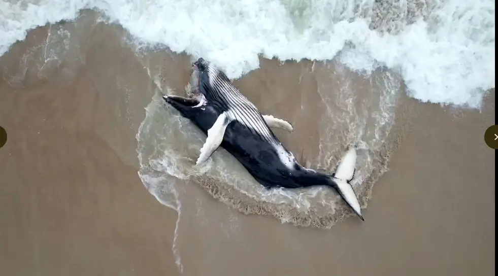 whale bayelsa