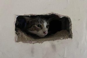 Stranded Cat Rescued From Owners Chimney 300x200
