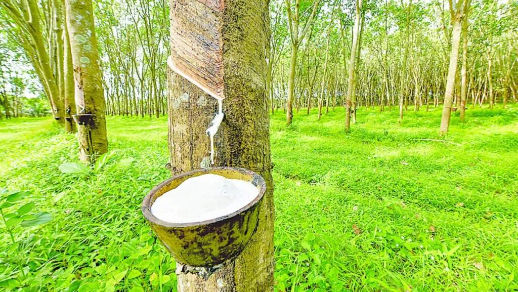 Funding Rubber Tree Cultivation for Ecosystem Conservation