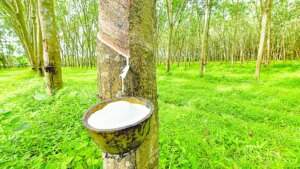 Funding Rubber Tree Cultivation for Ecosystem Conservation