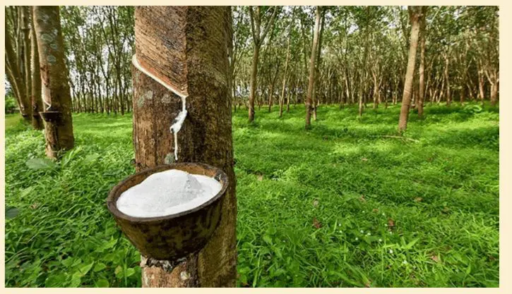 Nigeria's Rubber Industry Summit: Unlocking Economic Growth and Sustainability