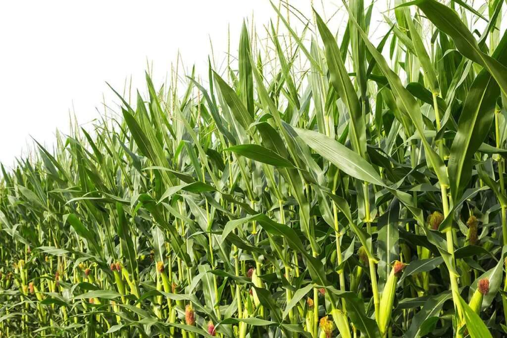 Soil Scientist Warns Farmers of Cancer Risk from Planting Crops