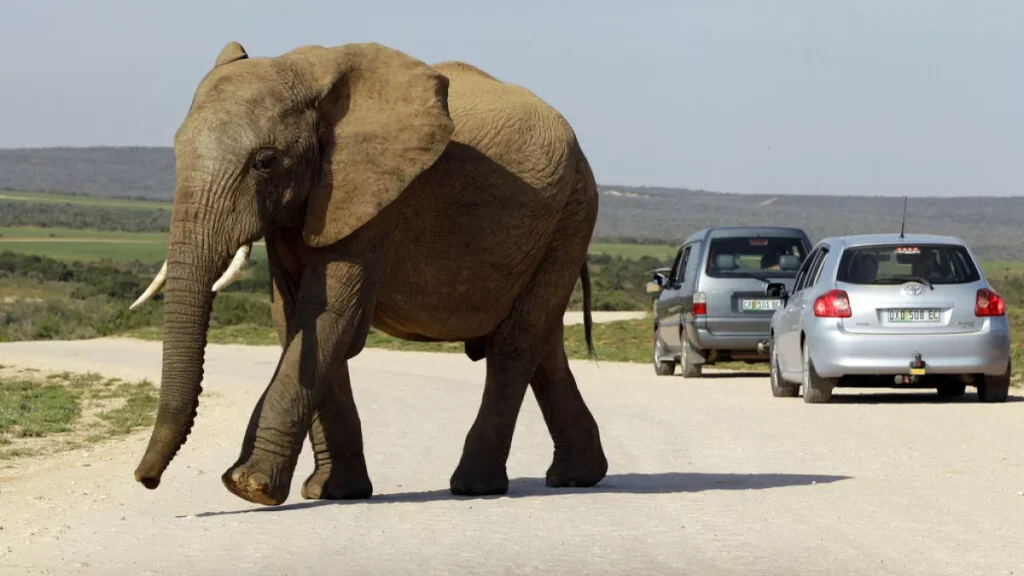 an elephant walks on a road of the elephant national park in addo south africa friday july 9 2010