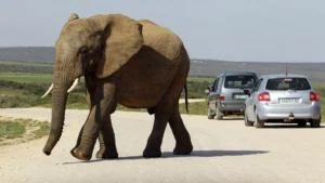 An Elephant Walks On A Road Of The Elephant National Park In Addo South Africa Friday July 9 2010 300x169