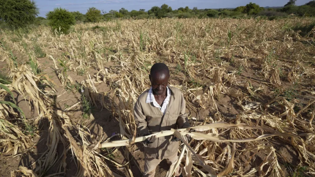 james tshuma a farmer in mangwe district in southwestern zimbabwe stands in the middle of his dried up crop field amid a drought in zimbabwe friday march 22 2024
