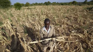 James Tshuma A Farmer In Mangwe District In Southwestern Zimbabwe Stands In The Middle Of His Dried Up Crop Field Amid A Drought In Zimbabwe Friday March 22 2024 300x169