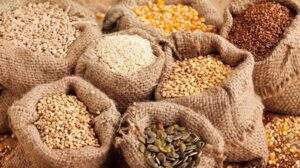 maize