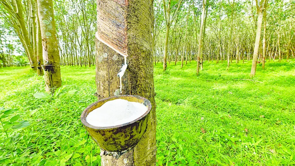Funding Rubber Tree Cultivation for Ecosystem Conservation
