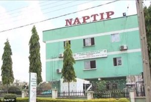 NAPTIP Arrests 115 Suspects Rescues 75 Victims Of Human Trafficking 300x203