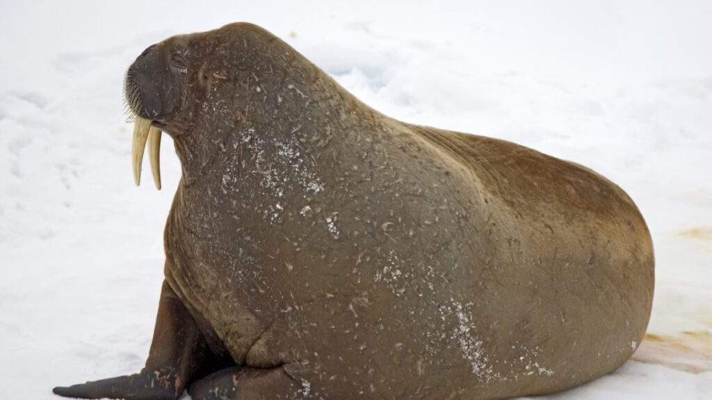 Ancient Walrus Species Revealed: Ontocetus posti's Migration Story