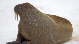 Ancient Walrus Species Revealed: Ontocetus posti's Migration Story