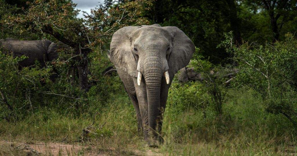 Communities Unite for World Elephant Day Conservation