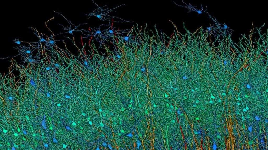 Harvard Google Map Reveals Brain's Complex Wiring