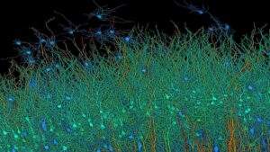 Harvard Google Map Reveals Brain's Complex Wiring