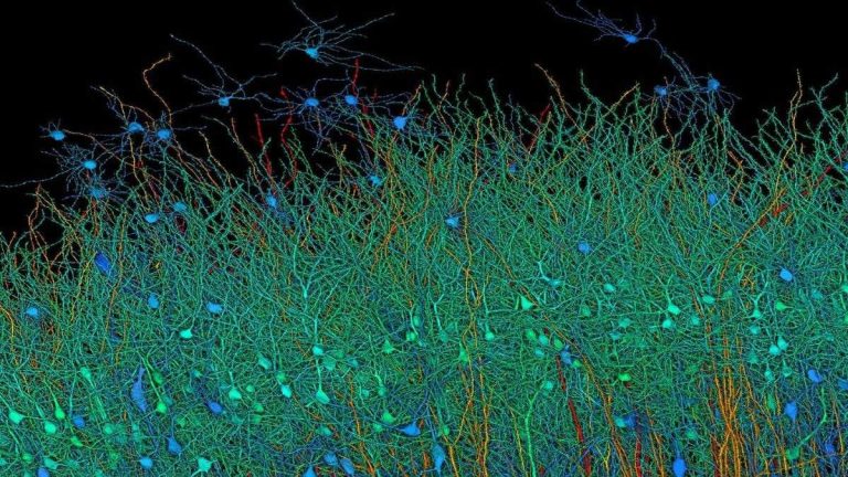 Harvard Google Map Reveals Brain's Complex Wiring