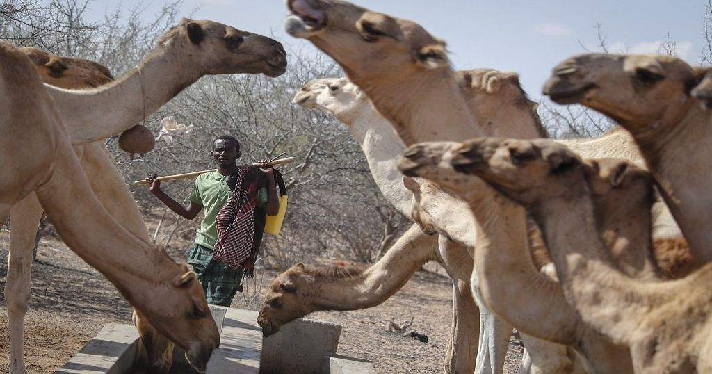 Kenyan Farmers Turn to Camels as Drought Resistant Substitute for Cattle