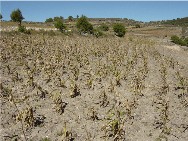 Kogi Government Seeks Divine Intervention for Rainfall Amidst Devastating Drought