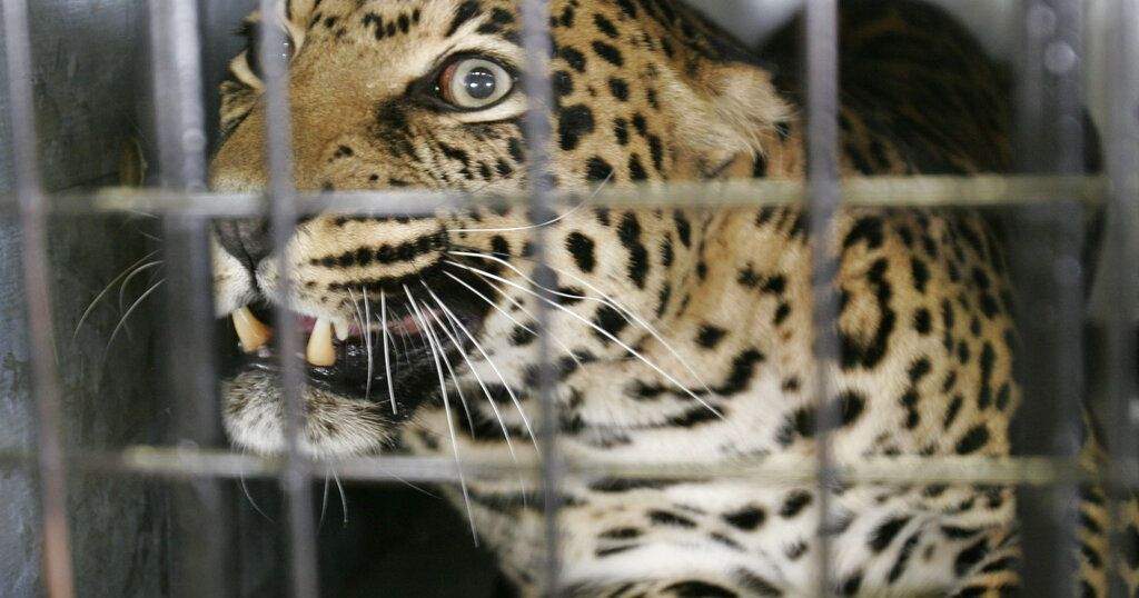 Leopard Attacks Two at South African Air Force Base Near