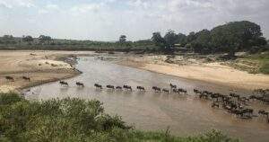 Maasai Mara Wildebeest Migration Witness The Great River Crossing 300x158