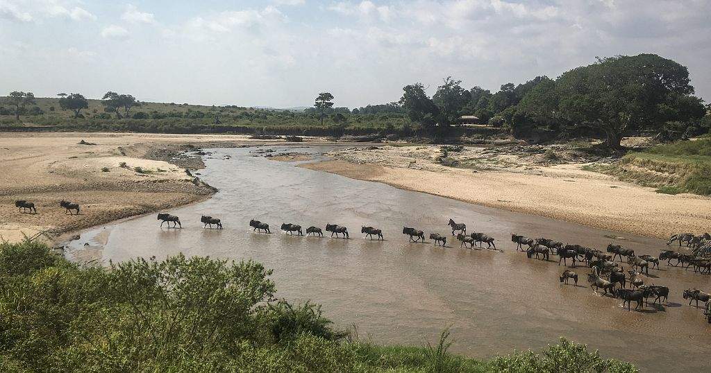 Maasai Mara Wildebeest Migration: Witness the Great River Crossing