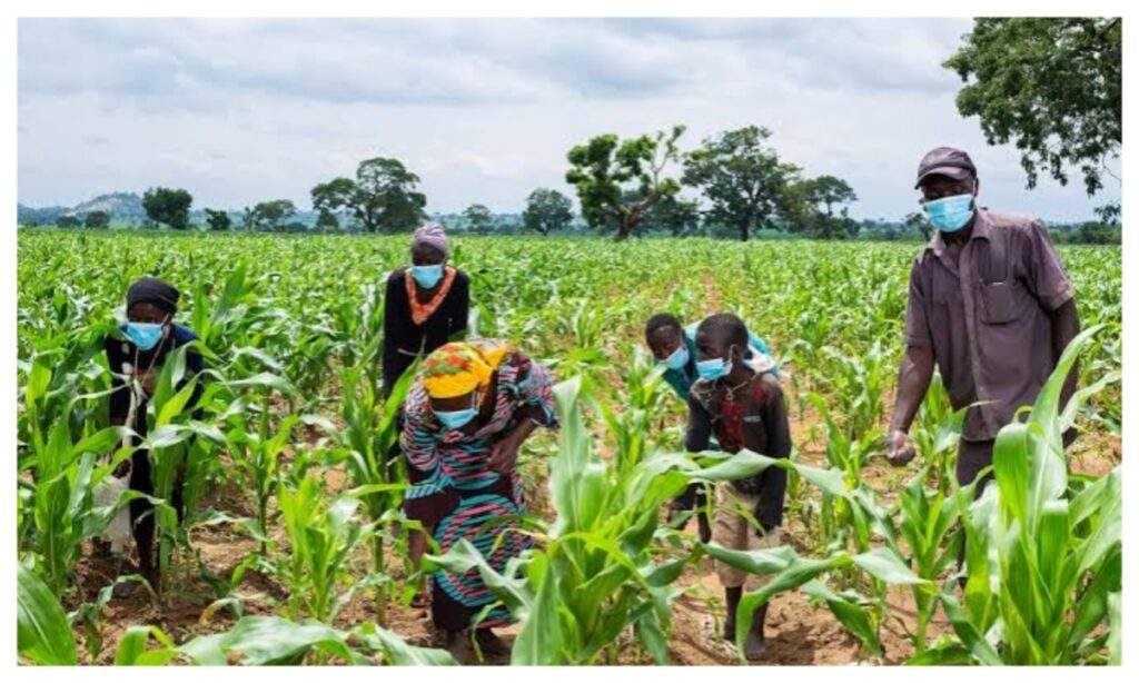 Nigeria's Food Security Threatened by Unpredictable Rainfall and Insecurity