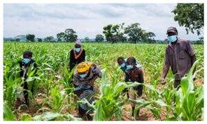 Nigerias Food Security Threatened By Unpredictable Rainfall And Insecurity 300x180
