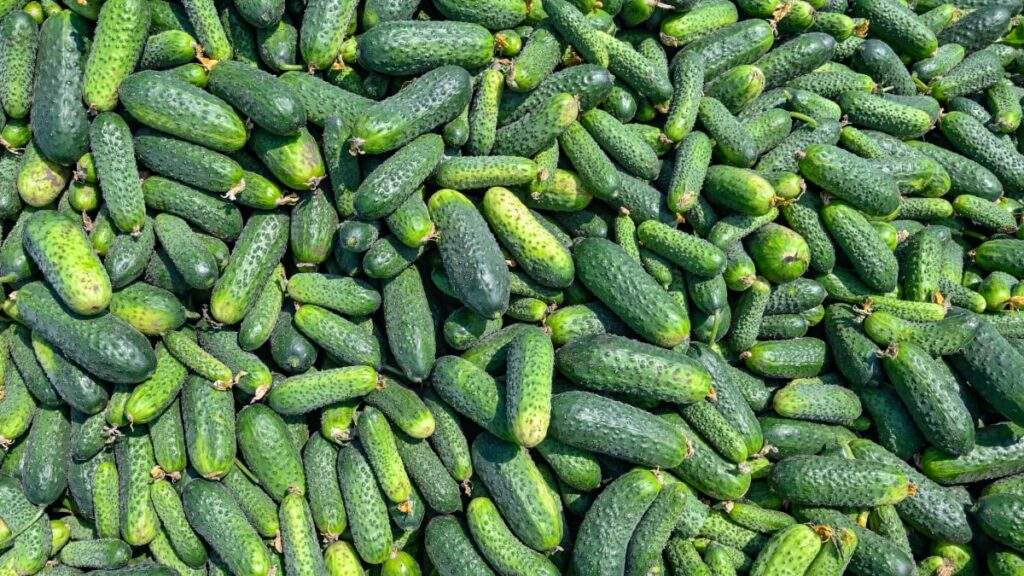 TikTok's Latest Obsession: Refreshing Cucumber Salad Recipes