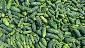 TikTok's Latest Obsession: Refreshing Cucumber Salad Recipes