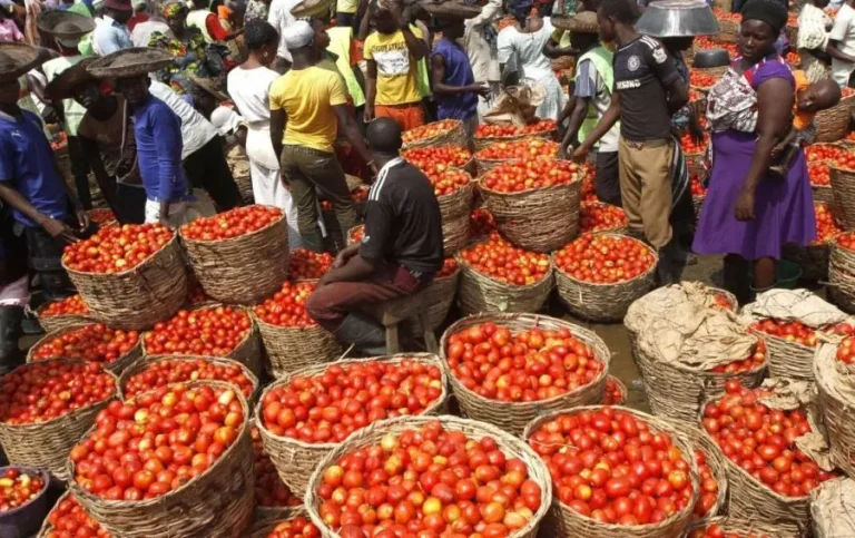 Tomatoes and Pepper Prices Plummet 57% Amid Nigerian Protests