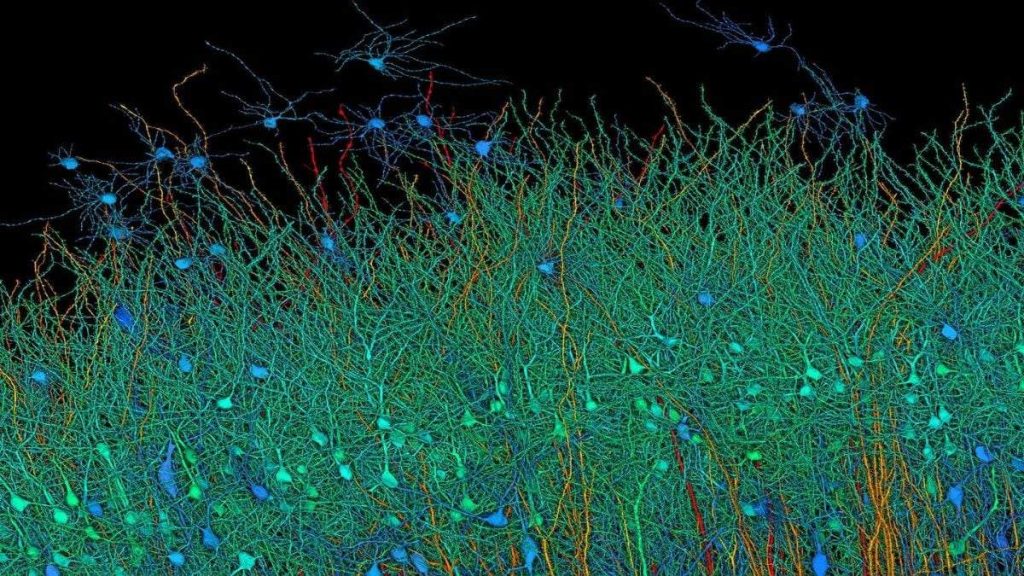 Harvard Google Map Reveals Brain's Complex Wiring