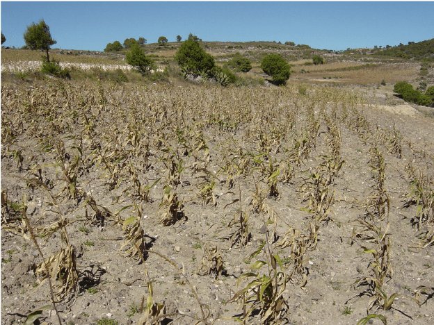 Kogi Government Seeks Divine Intervention for Rainfall Amidst Devastating Drought