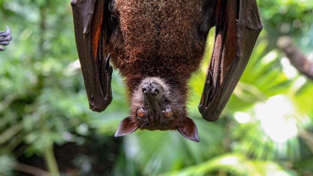 Bats' Decline Linked to Rise in Pesticide Use, Infant Mortality