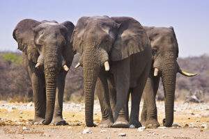 Elephants Invade Borno Destroy Farmlands In Cameroon Border 300x200