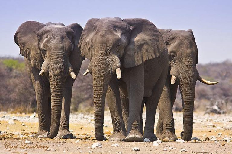 Elephants Invade Borno, Destroy Farmlands in Cameroon Border