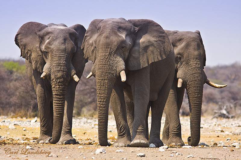 Elephants Invade Borno, Destroy Farmlands in Cameroon Border