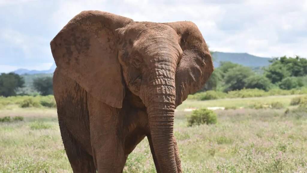Elephants invade Borno farmlands, destruction reported for 5 years