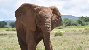 Elephants Invade Borno Farmlands Destruction Reported For 5 Years 300x169